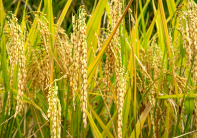 The Rice Industry in Pakistan: Nourishing a Nation and Fueling the Economy