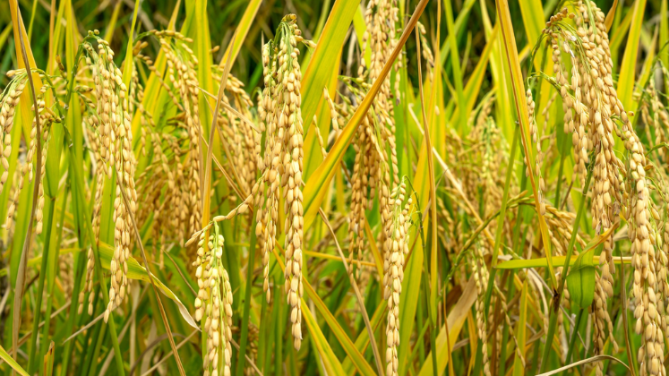 The Rice Industry in Pakistan: Nourishing a Nation and Fueling the Economy
