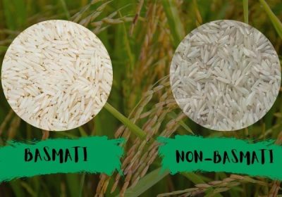 Basmati vs Non-Basmati Rice: Which Drives Pakistan’s Export Growth?