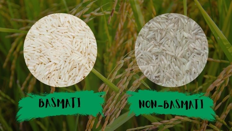 Basmati vs Non-Basmati Rice