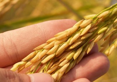 A Buyer’s Guide to Importing Rice from Pakistan