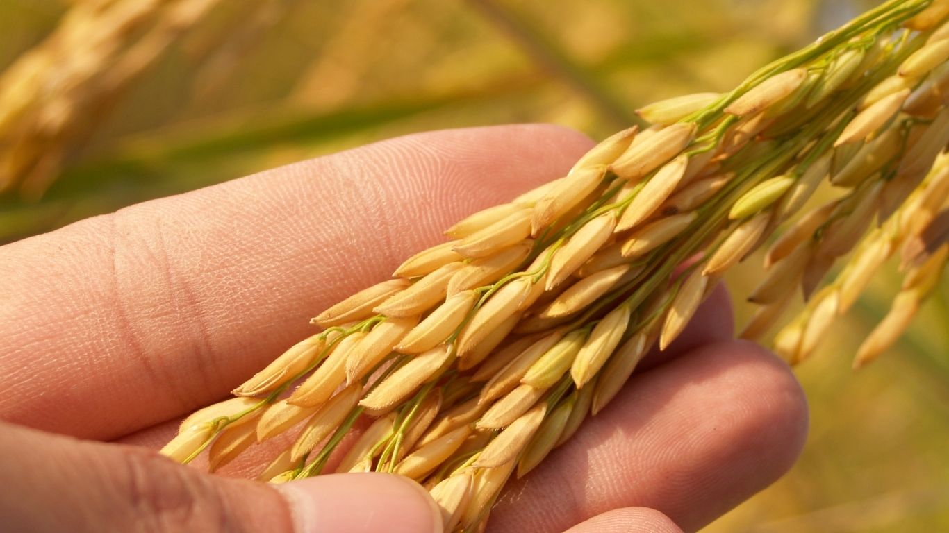 A Buyer’s Guide to Importing Rice from Pakistan