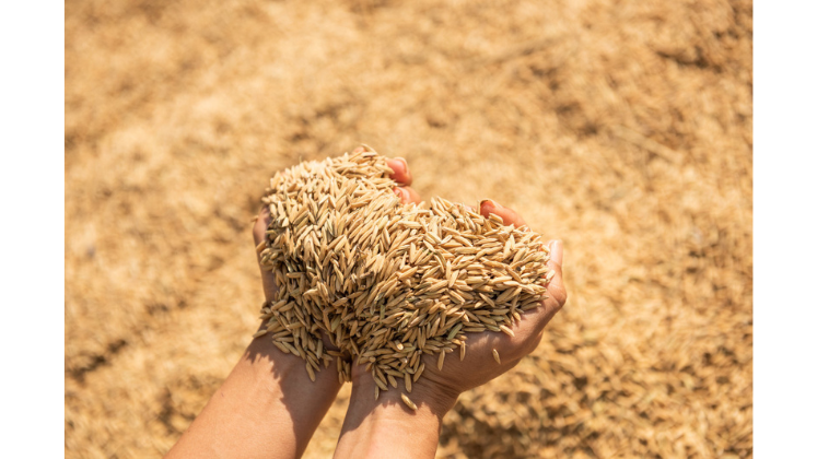Sourcing Rice