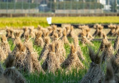 Future of Sustainable Practices in Rice Exports