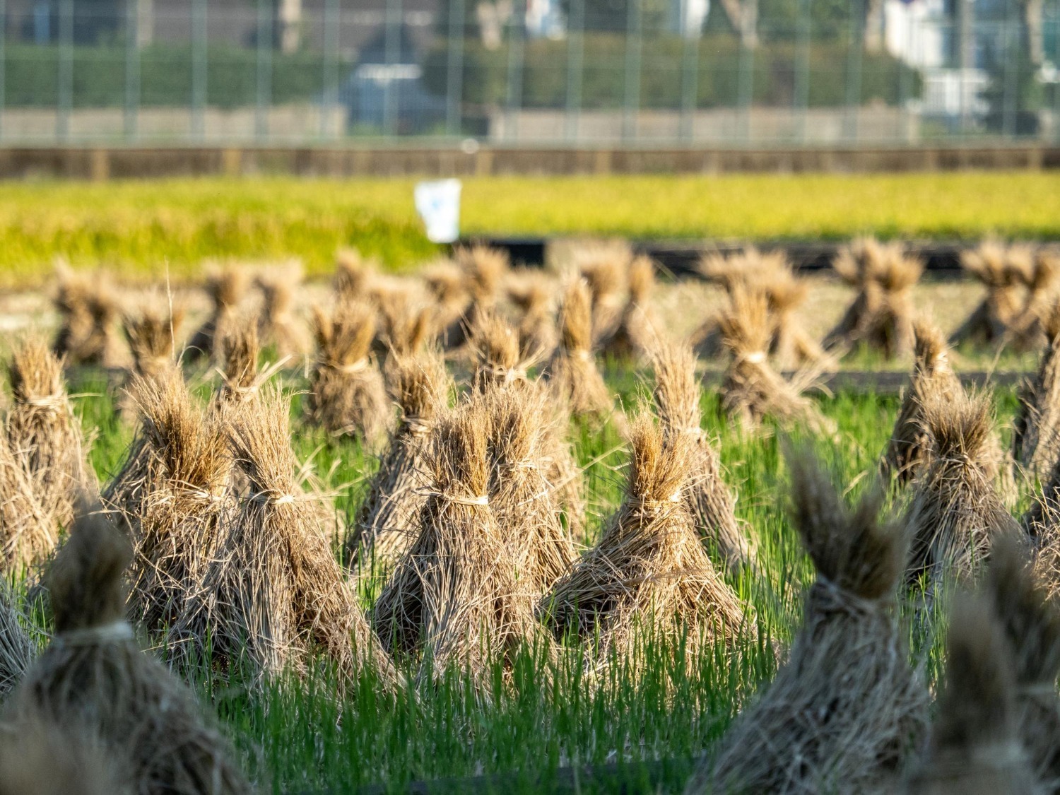 Rice exports