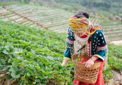 5 Major Agriculture Export Commodities of Pakistan in 2026
