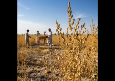 A Guide to the Types of Sesame Seeds Grown in Pakistan