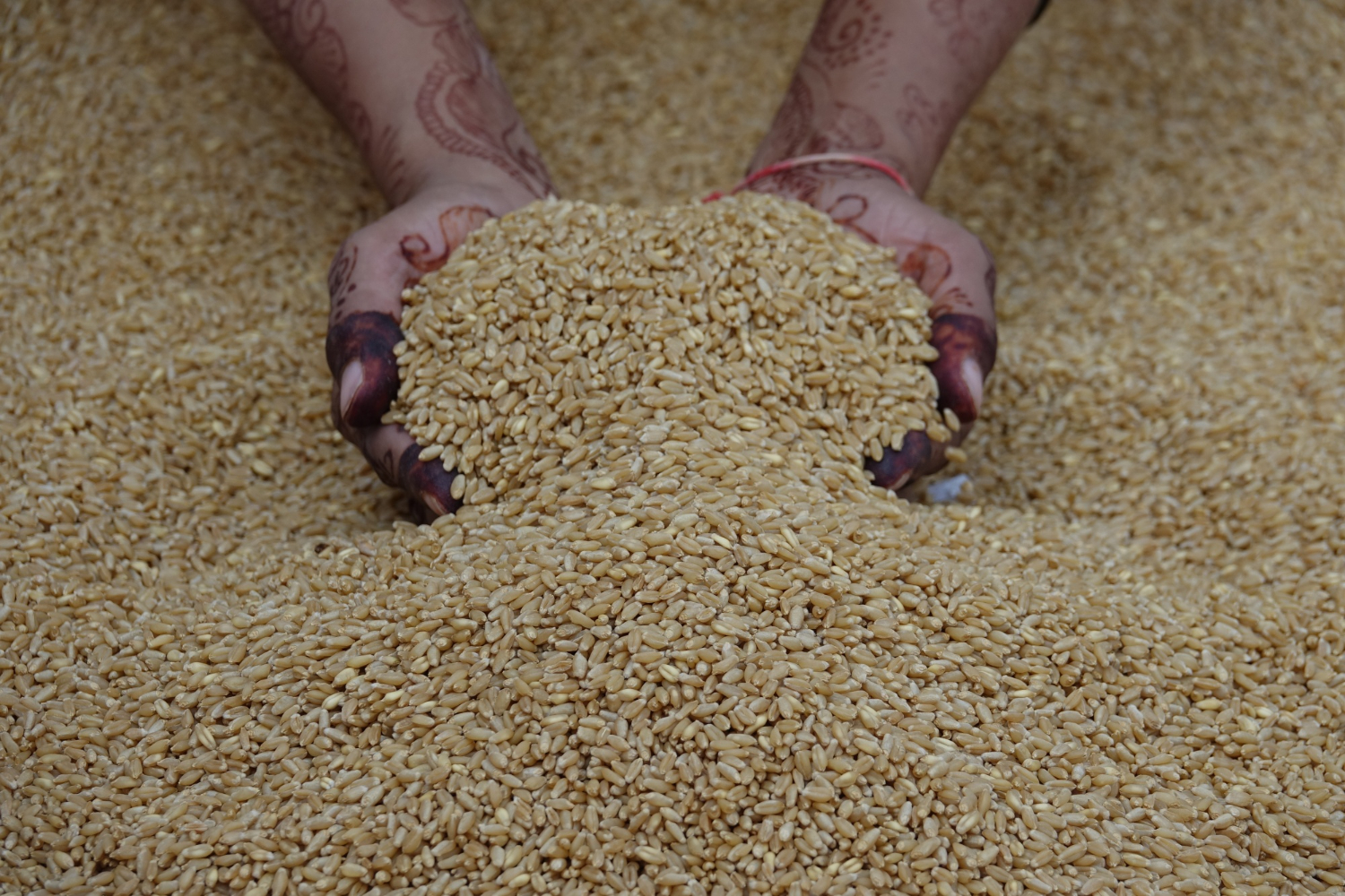Rice in Bulk